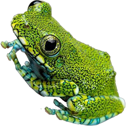 Peacock Tree Frog